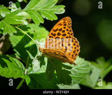 Fritillary Argynnis paphia lavé d'argent soleil femelle sur l'aubépine à Ashton Court près de Bristol Somerset Banque D'Images