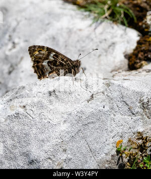 Ombre de l'homme papillon semele Clotilde de jalonnement d'un territoire aride et rocheux typiquement à Crook pic dans les Mendip Hills de Somerset, Royaume-Uni Banque D'Images