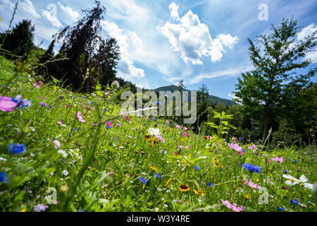 Herrliche Blumenwiese mit blauem Himmel ; belle fleur prairie avec ciel bleu Banque D'Images