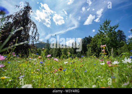 Herrliche Blumenwiese mit blauem Himmel ; belle fleur prairie avec ciel bleu Banque D'Images