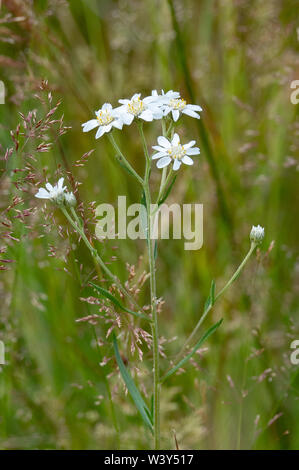 Sneezewort Achillea achillée ptarmique une fleur de la famille des croissant dans une prairie humide dans Bentley Woods Wiltshire UK Banque D'Images