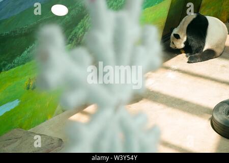 Shangzhi. 18 juillet, 2019. Sijia Giant Panda mange à Grand Panda House dans la station de ski de Yabuli dans la province du nord-est de la Chine, le 18 juillet 2019. Pandas géants Sijia Yuyu et venaient de la province du Sichuan à Yabuli en juillet 2016, et maintenant, ils se sont bien adaptés au climat local. Credit : Wang Song/Xinhua/Alamy Live News Banque D'Images