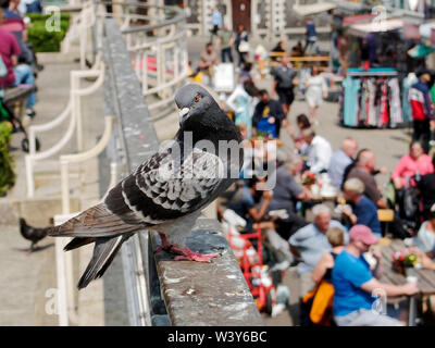 Pigeons sauvages sont une nuisance dans de nombreuses villes. Celui-ci les yeux des possibilités pour l'alimentation de diners sur la terrasse ci-dessous. Banque D'Images