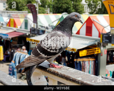 Pigeons sauvages sont une nuisance dans de nombreuses villes. Celui-ci les yeux des possibilités pour l'alimentation de diners sur la terrasse ci-dessous. Banque D'Images