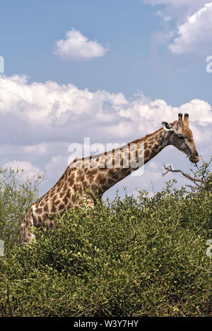 Girafe mange les feuilles d'un buisson le Parc National de Chobe au Botswana Banque D'Images