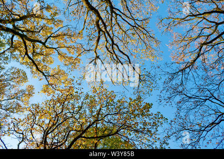 Shot verticale de la cime des arbres en plein soleil et un ciel bleu en Endcliffe Park, Sheffield Banque D'Images