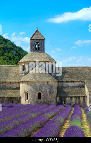 Champs de lavande en pleine floraison au début de juillet, en face de l'Abbaye de Abbaye de Sénanque, Vaucluse, Provence-Alpes-Côte d'Azur, France Banque D'Images