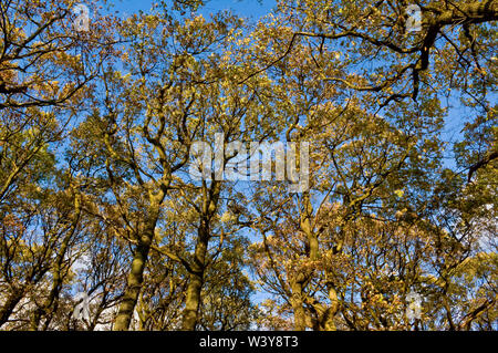 Shot verticale de la cime des arbres en plein soleil et un ciel bleu en Endcliffe Park, Sheffield Banque D'Images