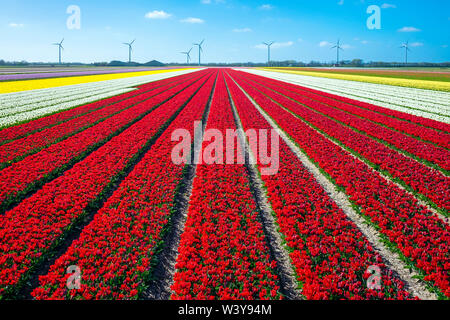 Pays Bas, Hollande du Nord, Burgerbrug. Champ de tulipes rouge vif au printemps. Banque D'Images