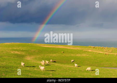 Troupeau de moutons sous un arc-en-ciel, Otago, île du Sud, Nouvelle-Zélande, Banque D'Images