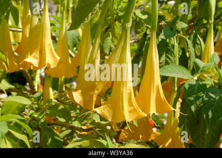 Angel's Trumpet fleurs. Banque D'Images