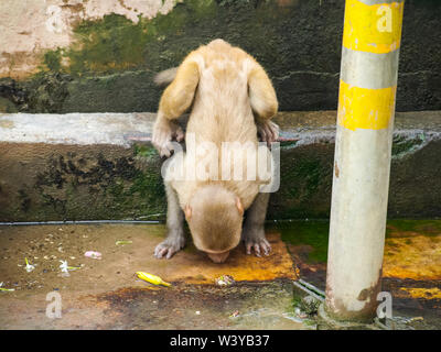 Monkey de l'eau potable dans le parc national en Inde. Banque D'Images