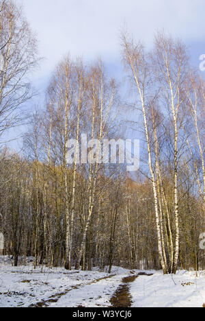 Sur un chemin de neige fine contre Birch Grove au début du printemps Banque D'Images