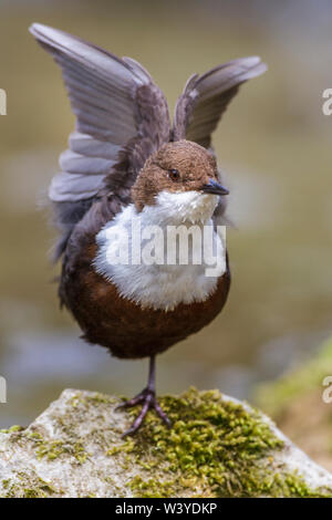 White-throated Dipper, balancier, Wasseramsel (Cinclus cinclus) Banque D'Images