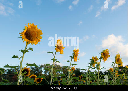 Une rangée de tournesols jaunes lumineux face au soleil, avec un ciel bleu et bouffis nuages blancs. Banque D'Images