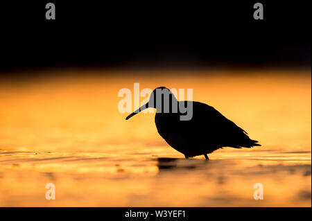 Un Willet debout dans l'eau peu profonde qui est orange vif du lever du soleil avec un fond noir. Banque D'Images