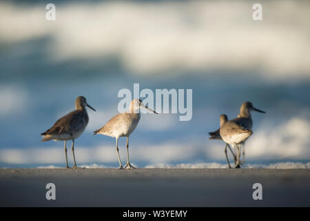 Un petit groupe de Willet se dresse sur une plage de sable dans le soleil du soir avec des vagues se brisant en arrière-plan. Banque D'Images