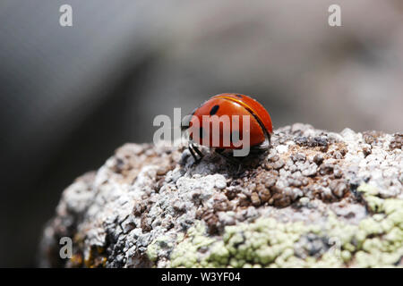 Coccinelle est sur la pierre Banque D'Images