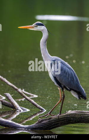 Héron cendré, Graureiher (Ardea cinerea) Banque D'Images