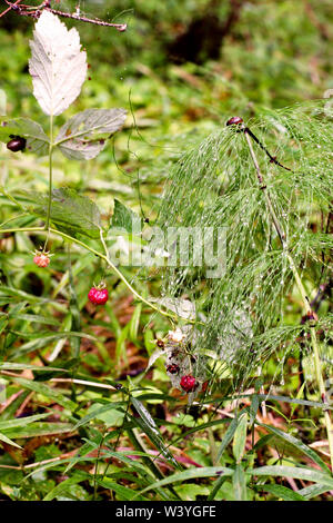 Bush par la rosée de l'air vert sous la forme de parapluies. Près de framboises rouges et il y a un couple d'escargots. L'escargot se trouve au-dessus de la brousse. Banque D'Images