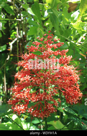 Close up of a Pagoda flower, Clerodendrum paniculatum, en pleine floraison à Hawaii, USA Banque D'Images