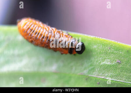Vue de dessus de larves du scarabée de lis Banque D'Images