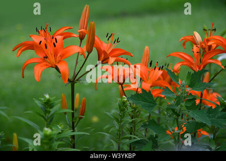 Lys orange dans un jardin dans la ville de Brunico (BZ) Italie. Banque D'Images