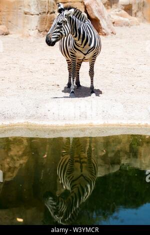 Photographie prise au Bioparc de Valence. Banque D'Images