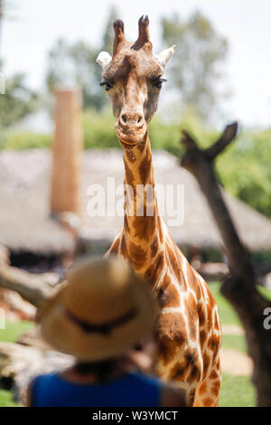 Photographie prise au Bioparc de Valence. Banque D'Images