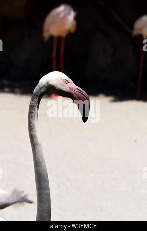 Photographie prise au Bioparc de Valence. Banque D'Images