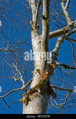 Tronc et branches de bouleau de l'Himalaya (Betula utilis), Sir Harold Hillier Gardens, Romsey, Hampshire, Royaume-Uni Banque D'Images