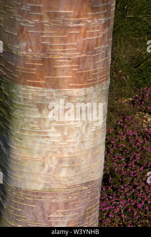 Close-up du tronc de bouleau de l'Himalaya (Betula utilis), Sir Harold Hillier Gardens, Romsey, Hampshire, Royaume-Uni Banque D'Images