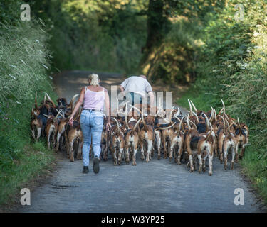 Exercice tôt pour un pack de foxhounds Banque D'Images