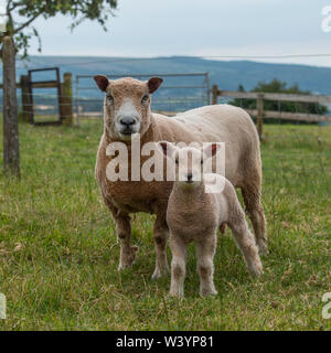 Ryeland moutons Banque D'Images