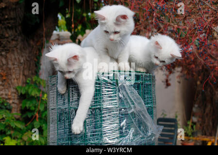 Trois semaines 14 chatons espiègles en haut d'un grand rouleau de fil vert palissades Banque D'Images