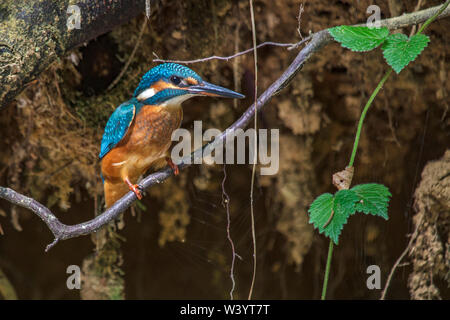 River, Kingfisher (Alcedo atthis) Optimize Männchen im Jugendkleid Banque D'Images