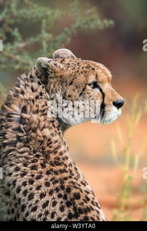 Guépard d'Afrique du nord-est / Soudan Guépard (Acinonyx jubatus soemmeringii) indigènes de Soudan et Éthiopie Banque D'Images