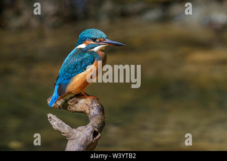 River, Kingfisher (Alcedo atthis) Optimize Männchen im Jugendkleid Banque D'Images