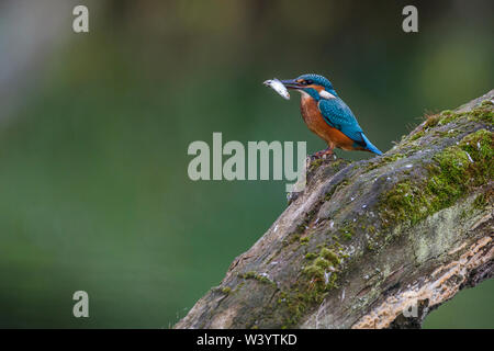 River, Kingfisher (Alcedo atthis) Optimize Jungvogel Banque D'Images