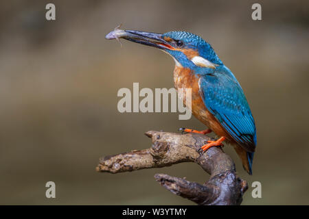 River, Kingfisher (Alcedo atthis) Optimize Männchen mit Fisch Banque D'Images