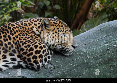 Javan leopard (Panthera pardus melas) reposant sur le tronc d'arbre tombé dans la forêt tropicale, originaire de l'île indonésienne de Java Banque D'Images