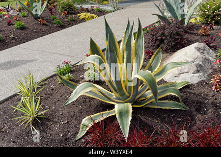 Agave americana ou siècle plante originaire du Mexique et des États-Unis dans un jardin en pleine croissance Banque D'Images