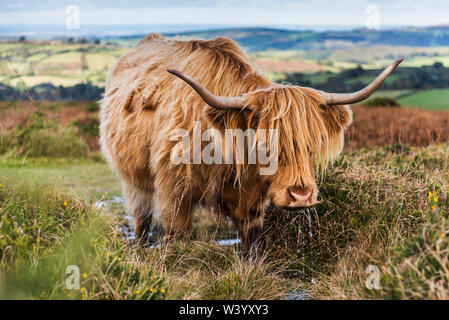 Le pâturage des vaches Highland à Dartmoor sur un été, l'eau qui s'écoule de la bouche Banque D'Images