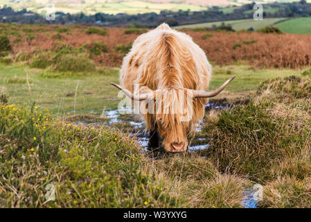 Le pâturage des vaches Highland à Dartmoor sur un été, d'alcool et de flaques. Banque D'Images