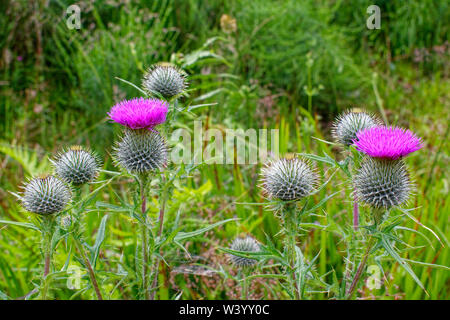 Plante chardon écossais et de deux fleurs MAGENTA Onopordum acanthium chardon (coton, Scotch (ou chardon écossais) Banque D'Images