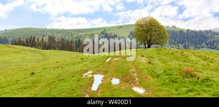 L'herbe luxuriante vert vif, de flaques et d'un seul arbre sur le sommet d'une colline après la pluie de printemps sur fond de paysage de montagne. Banque D'Images