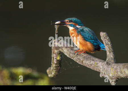 River, Kingfisher (Alcedo atthis) Optimize Banque D'Images