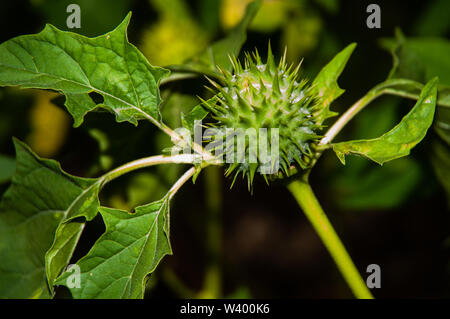 Macrophotographie des fruits épineux vert une capsule d'un datura stramoine ou Banque D'Images