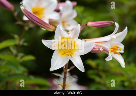 Lilium regale. Fleurs de Lys Royal. Lily trompette Banque D'Images