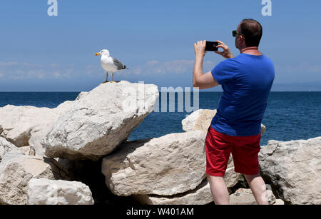 Le temps d'une pose ! L'homme photographié une mouette oiseau en Slovénie Banque D'Images